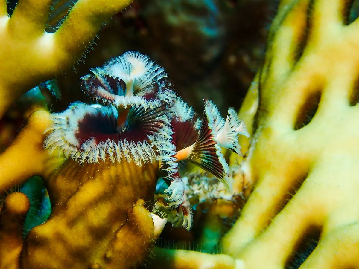 Christmas Tree Worm
