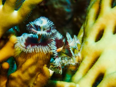 Christmas Tree Worm