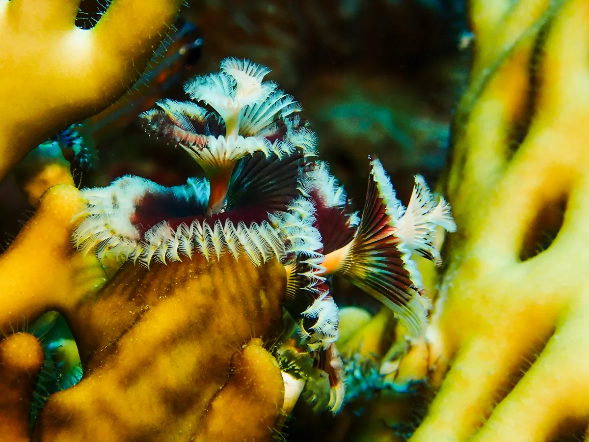 Christmas Tree Worm