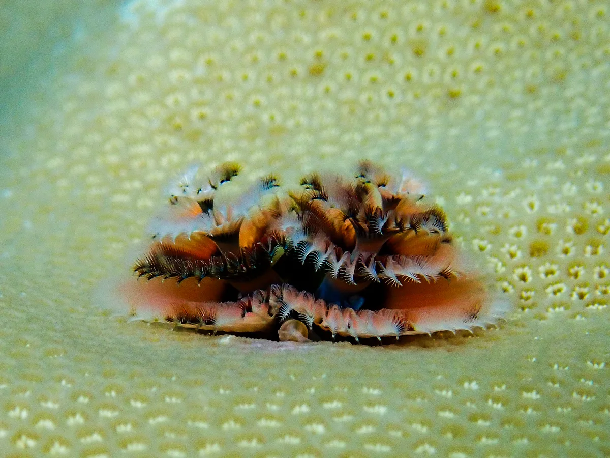 Christmas Tree Worm