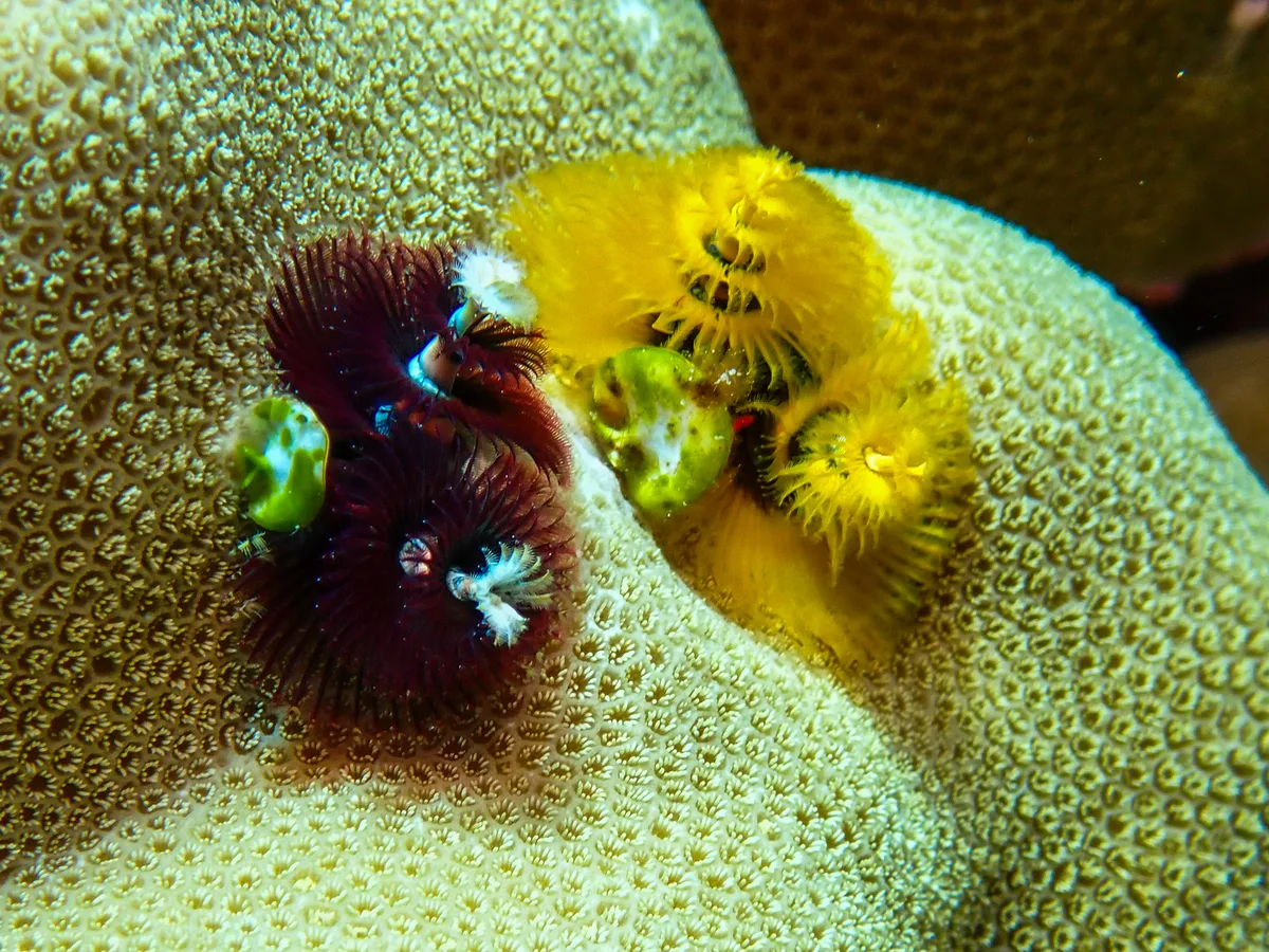 Christmas Tree Worm