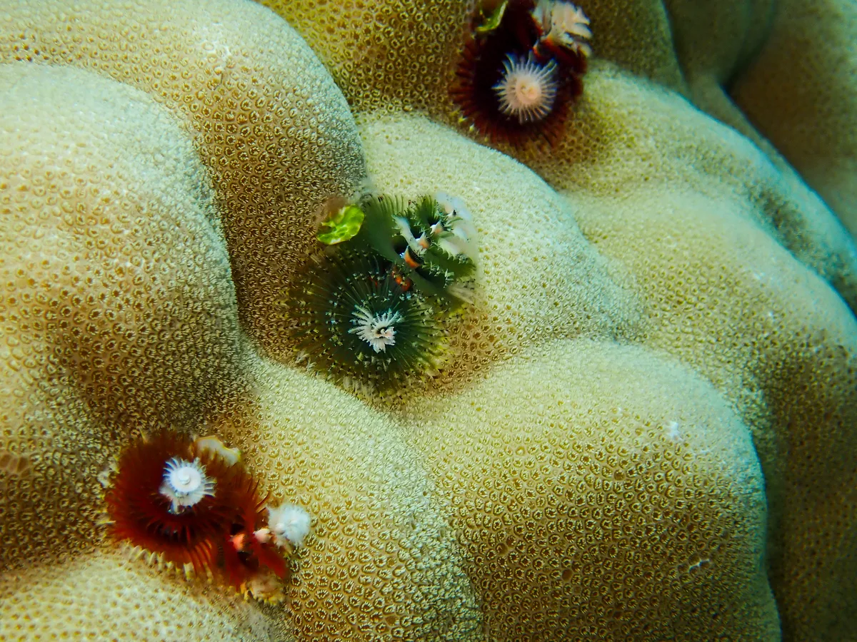 Christmas Tree Worm