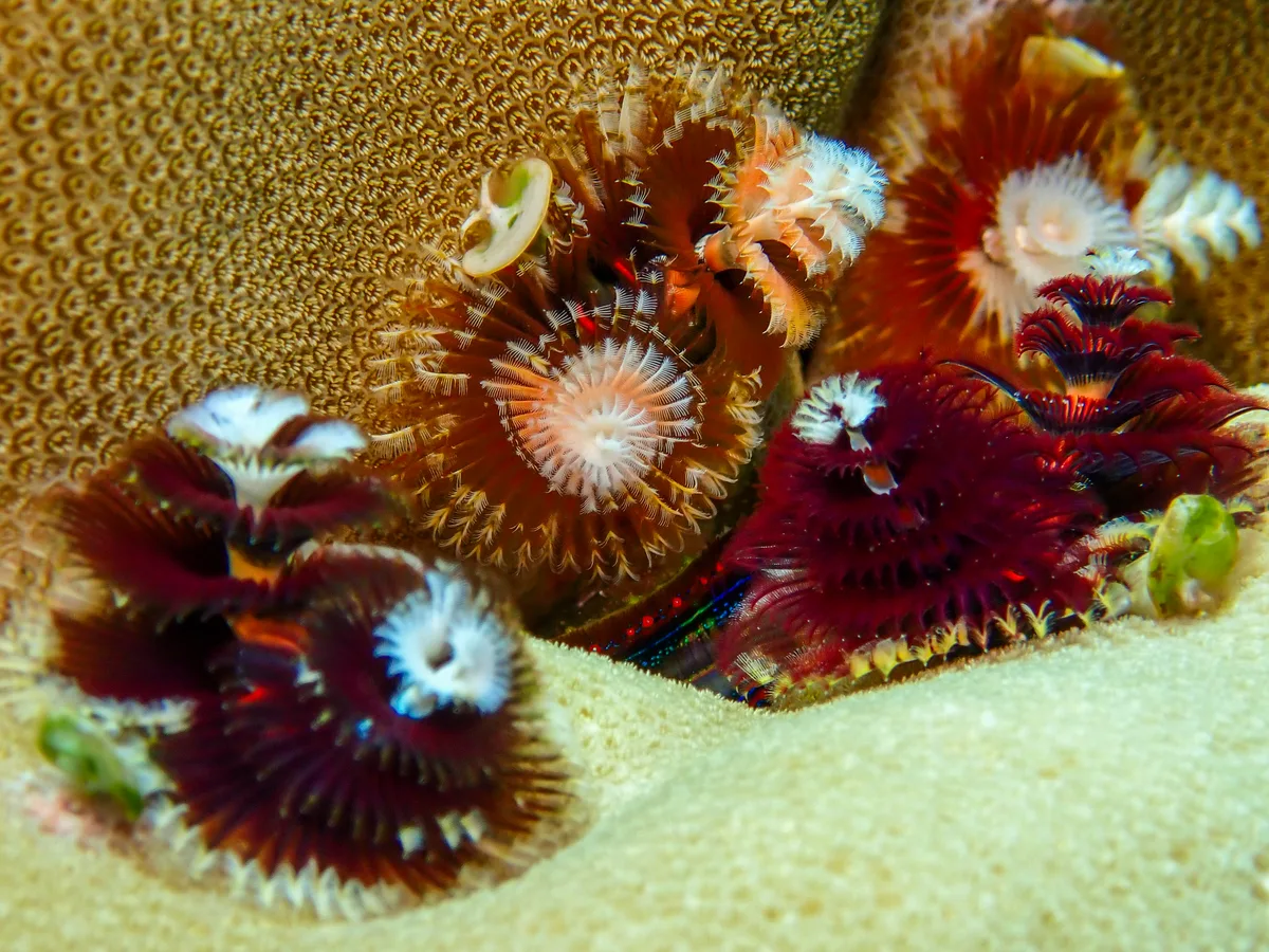 Christmas Tree Worm