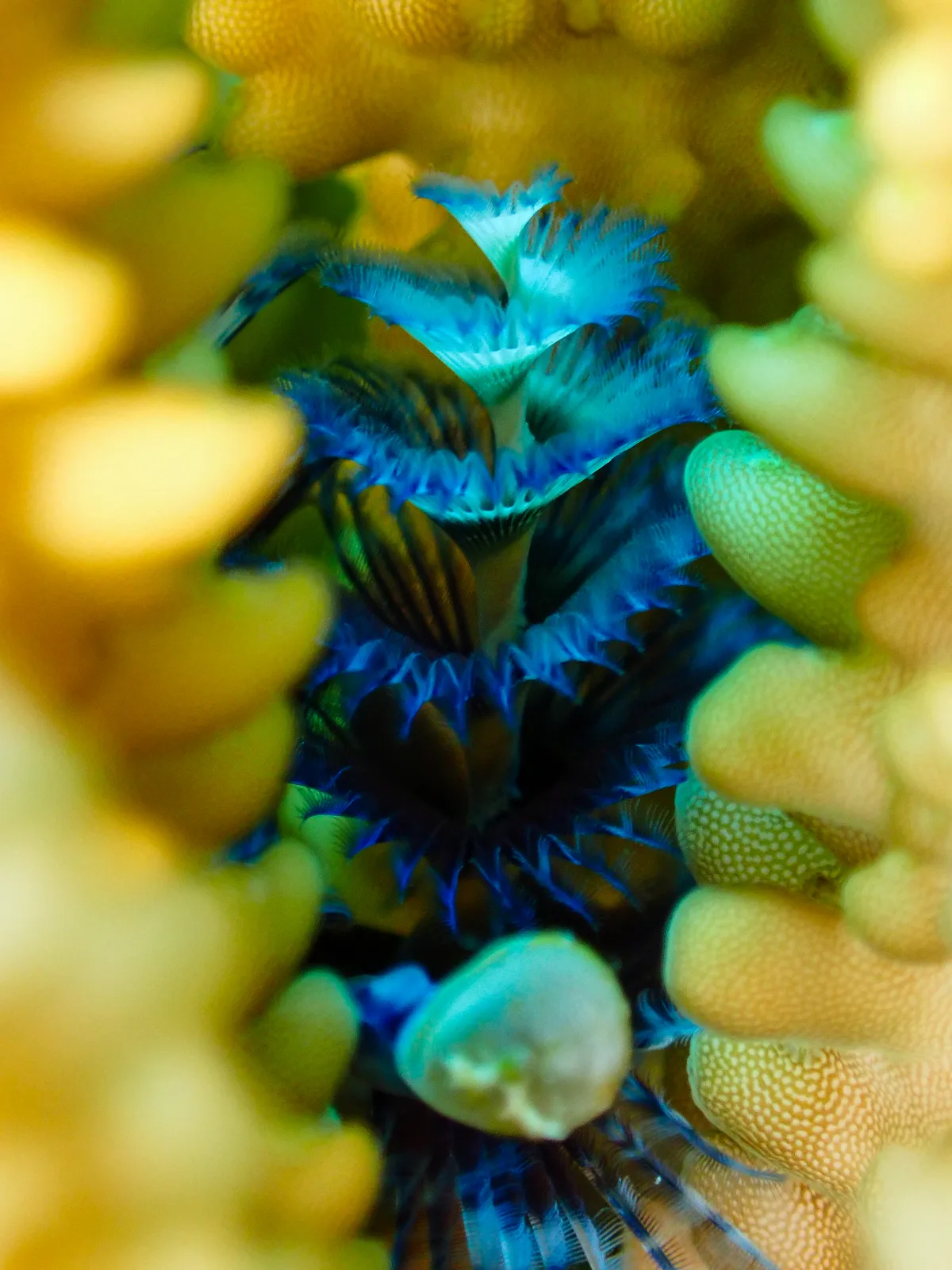 Christmas Tree Worm