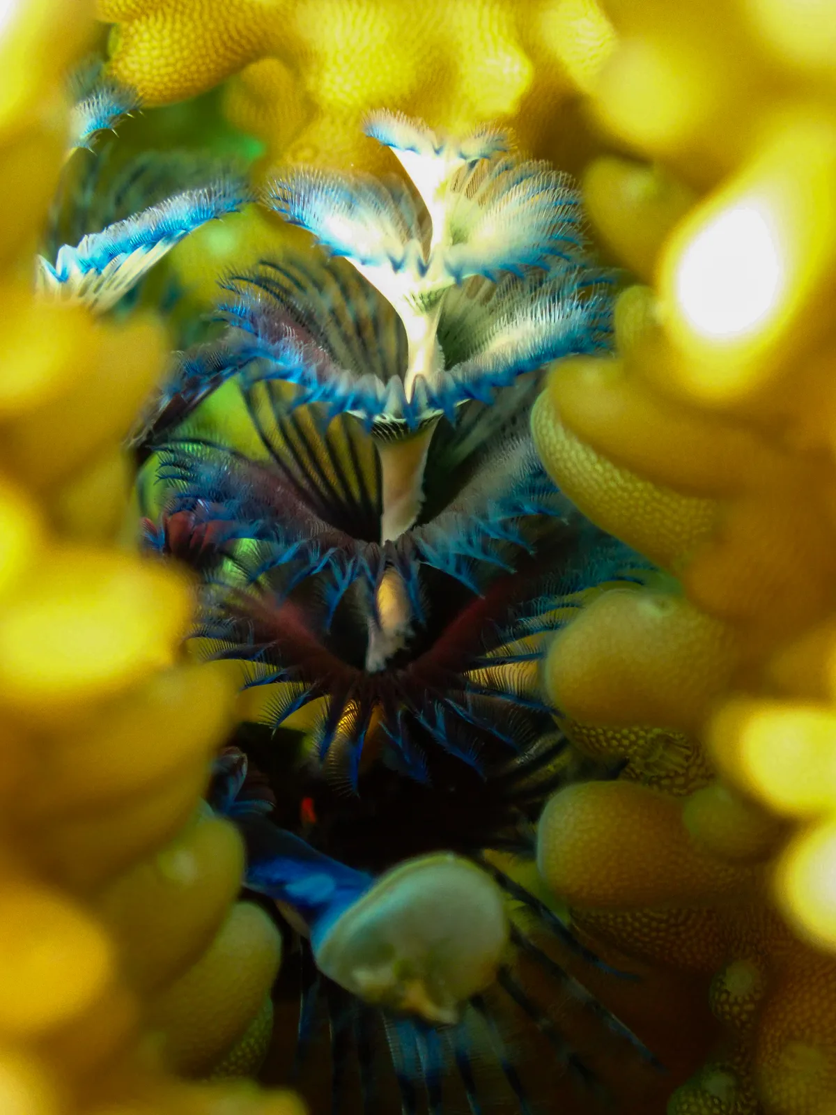 Christmas Tree Worm