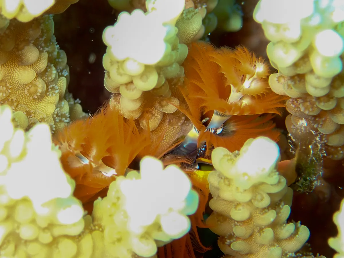 Christmas Tree Worm