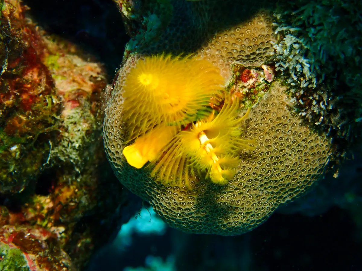 Christmas Tree Worm