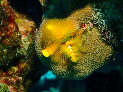 Christmas Tree Worm
