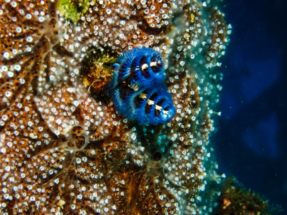 Christmas Tree Worm