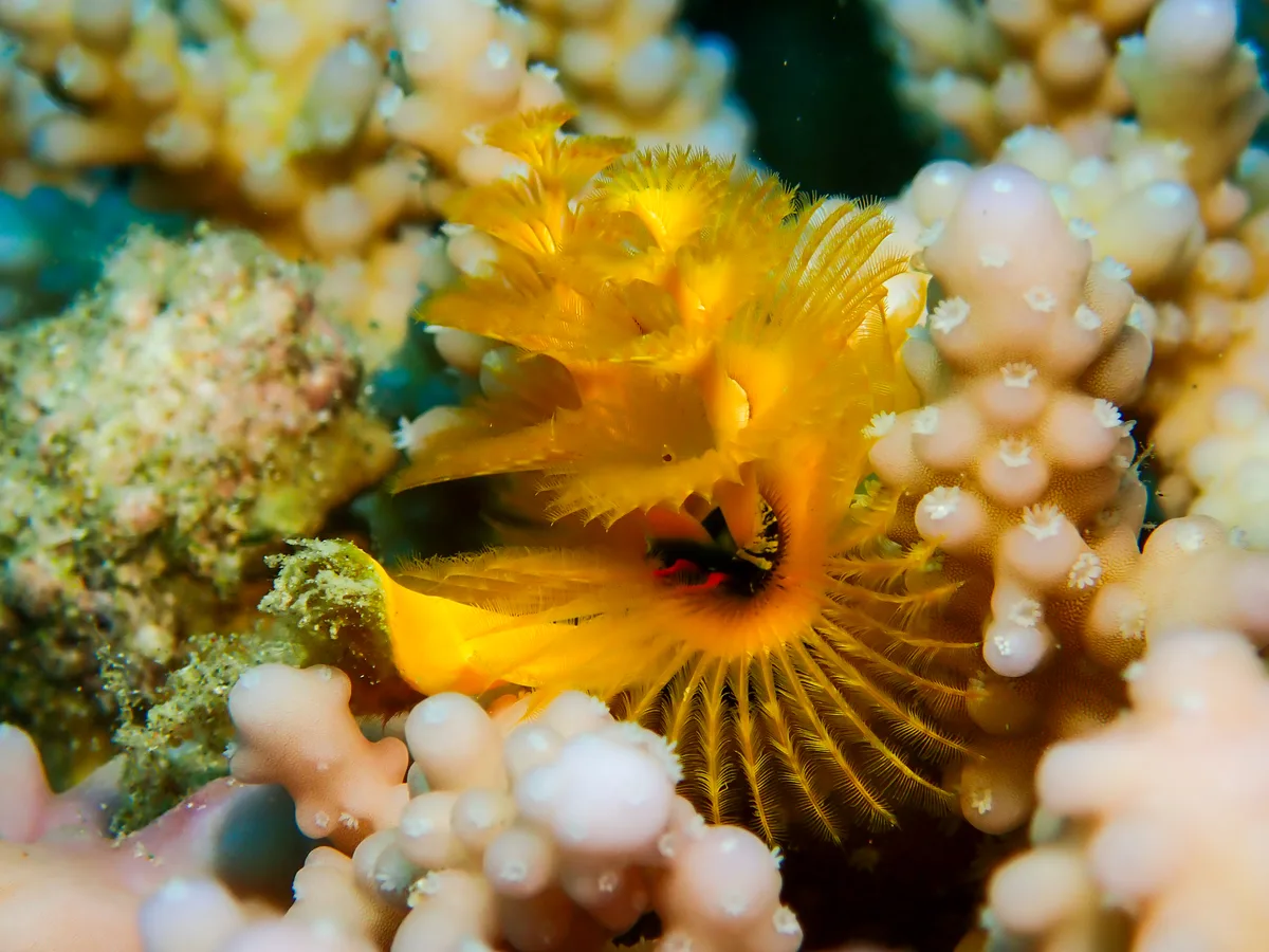 Christmas Tree Worm