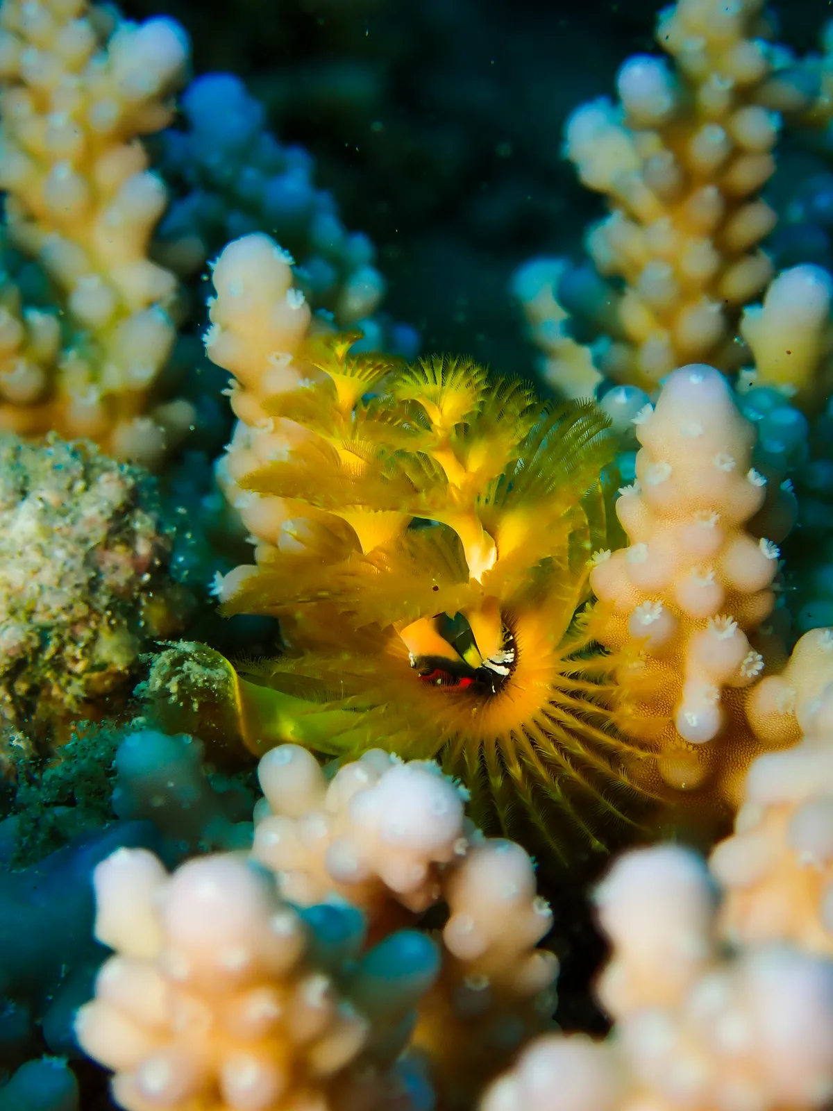 Christmas Tree Worm