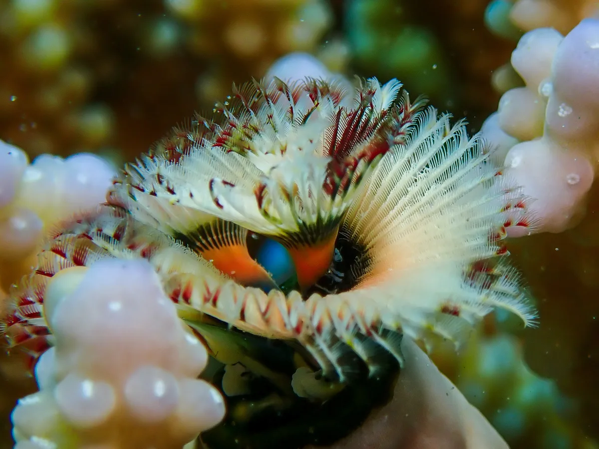 Christmas Tree Worm