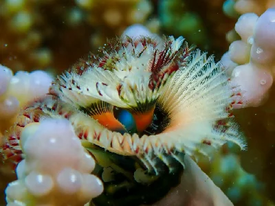Christmas Tree Worm