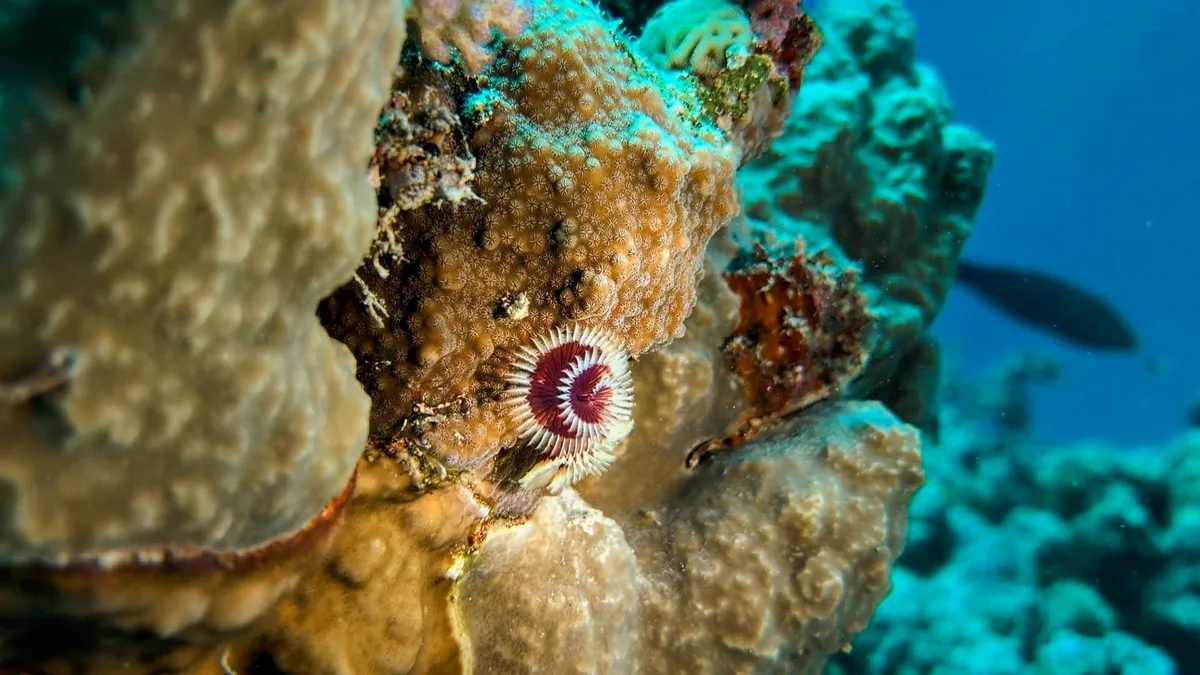 Christmas Tree Worm