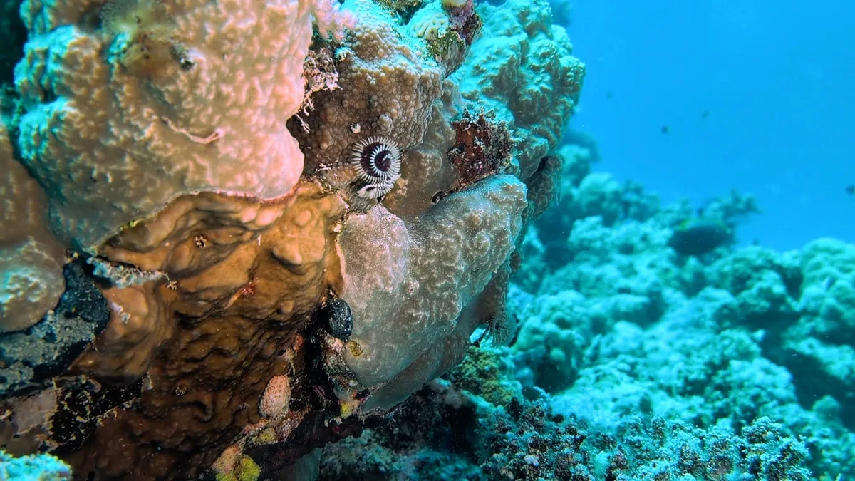 Christmas Tree Worm