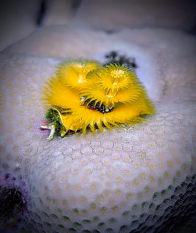 Christmas Tree Worm