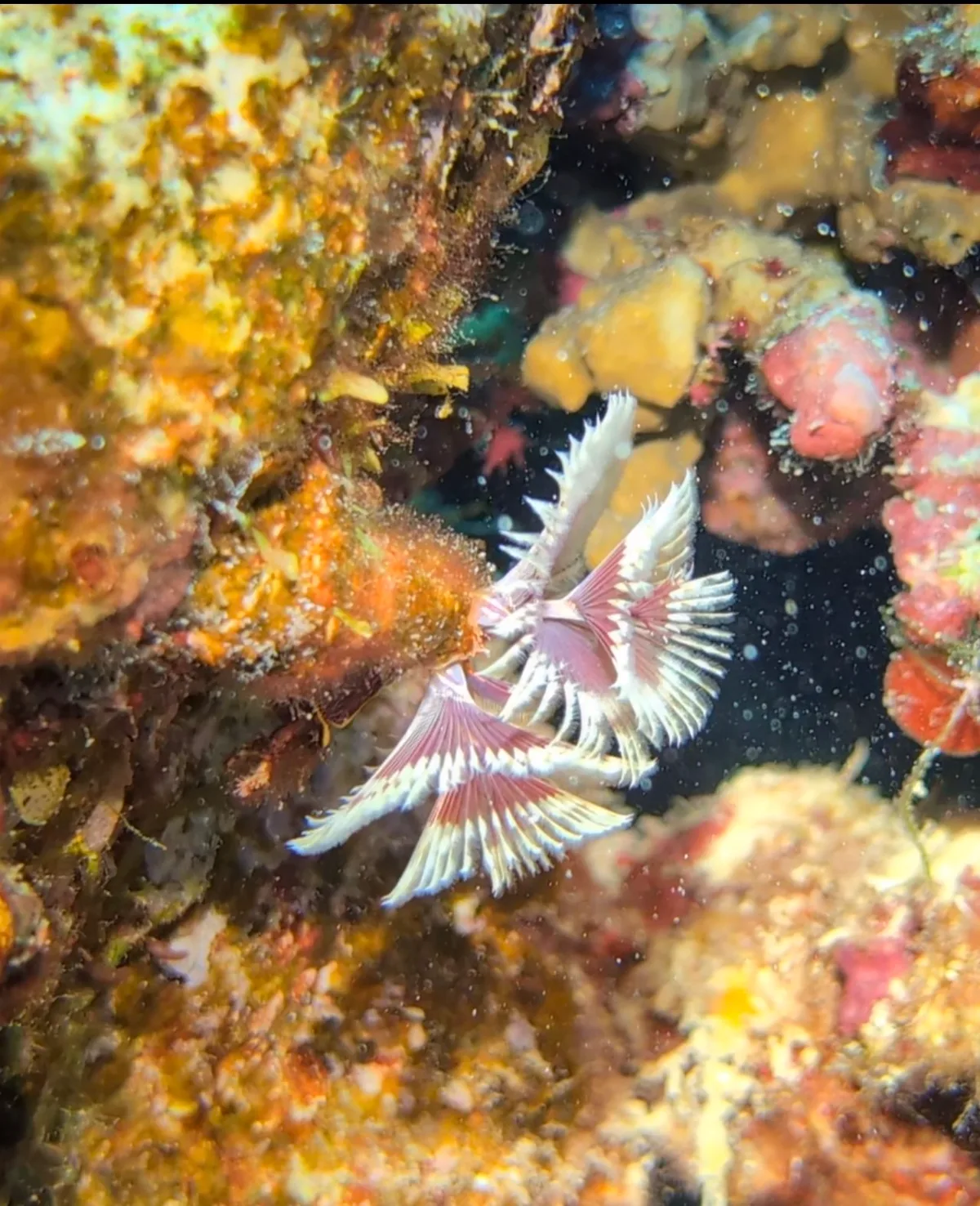 Christmas Tree Worm