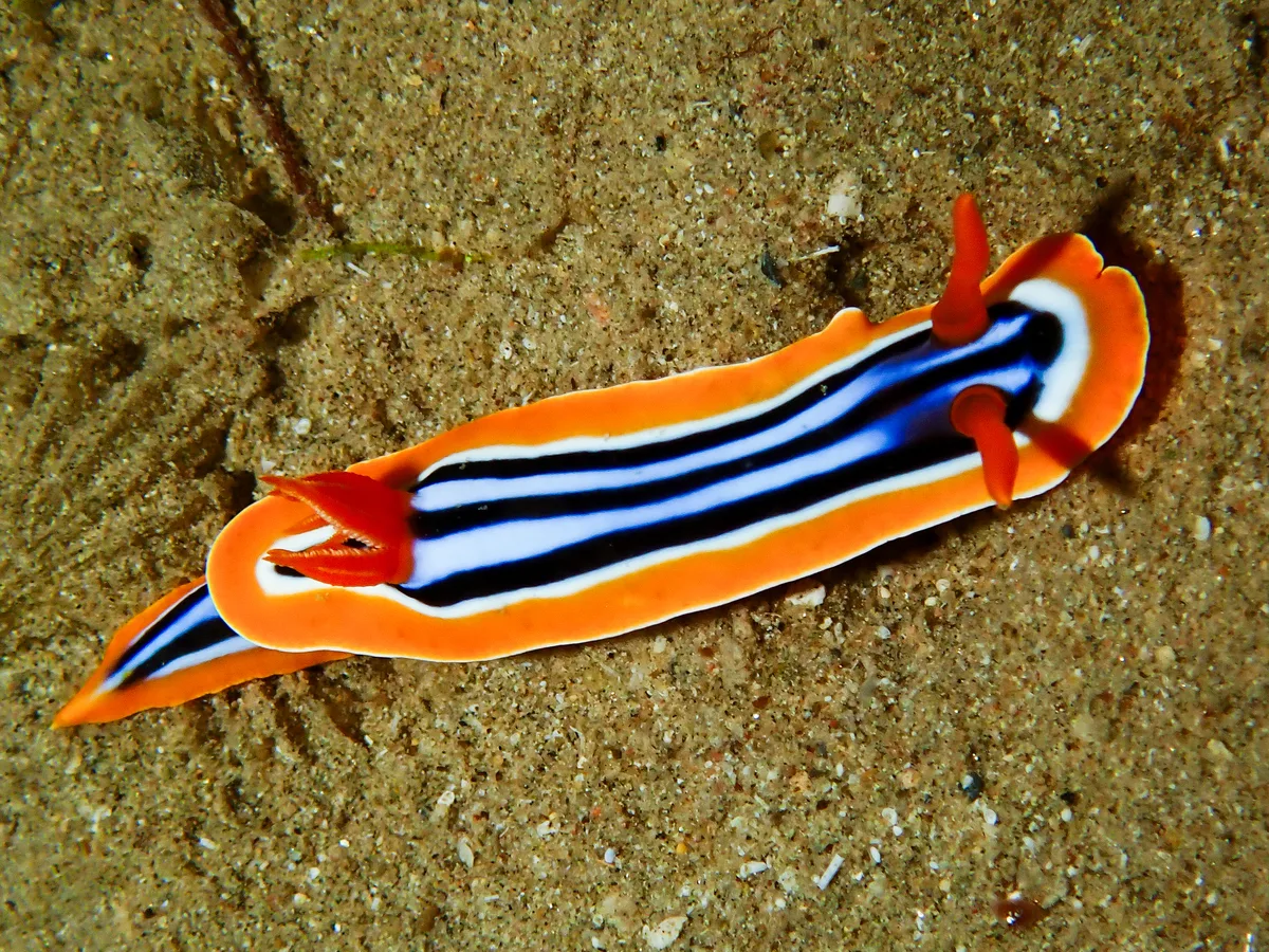 Chromodoris quadricolor