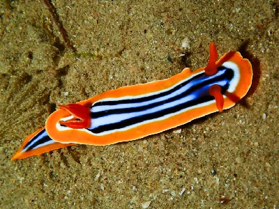 Chromodoris quadricolor