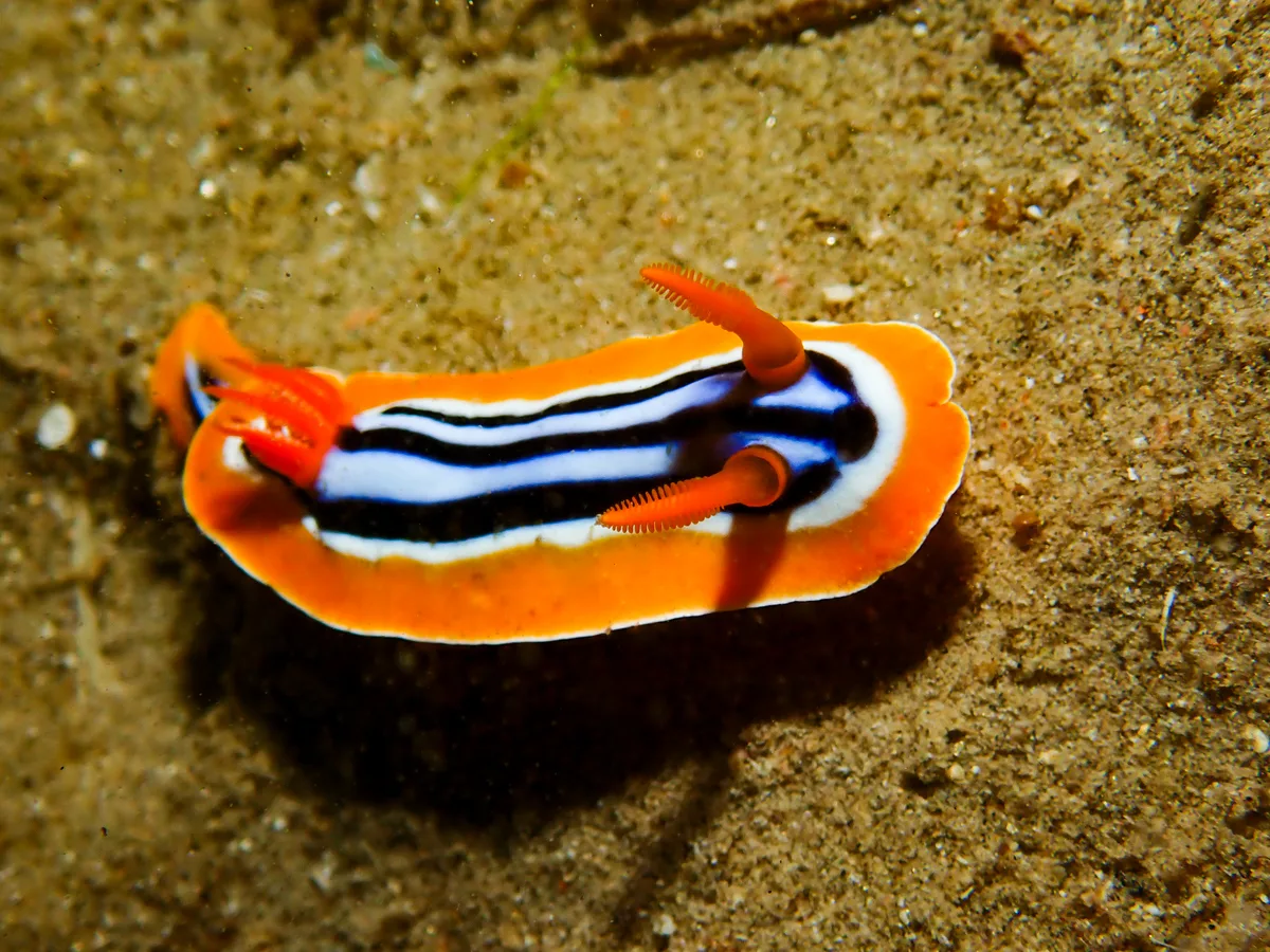 Chromodoris quadricolor