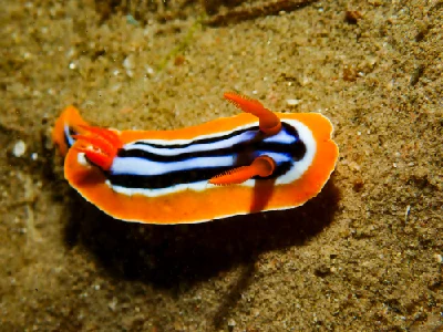 Chromodoris quadricolor