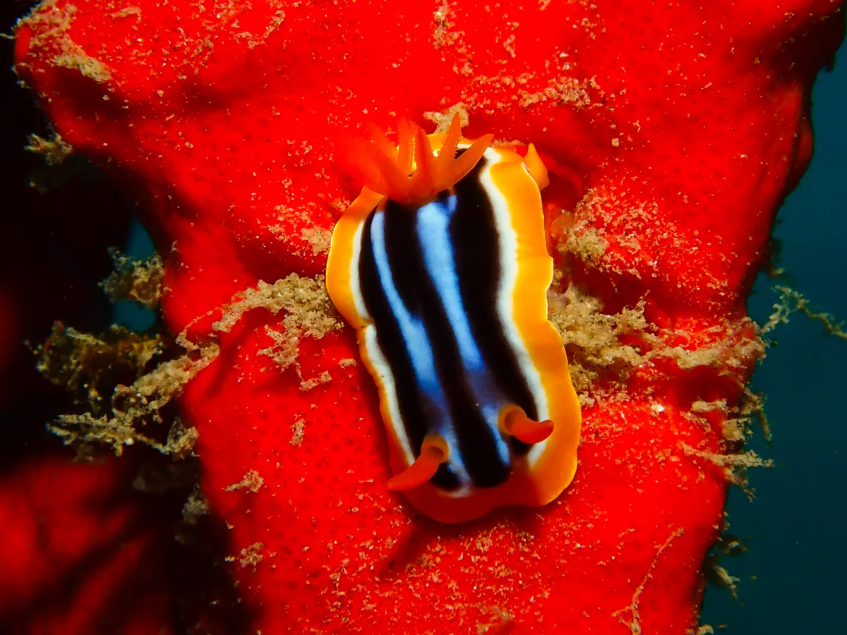 Chromodoris quadricolor