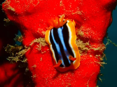 Chromodoris quadricolor