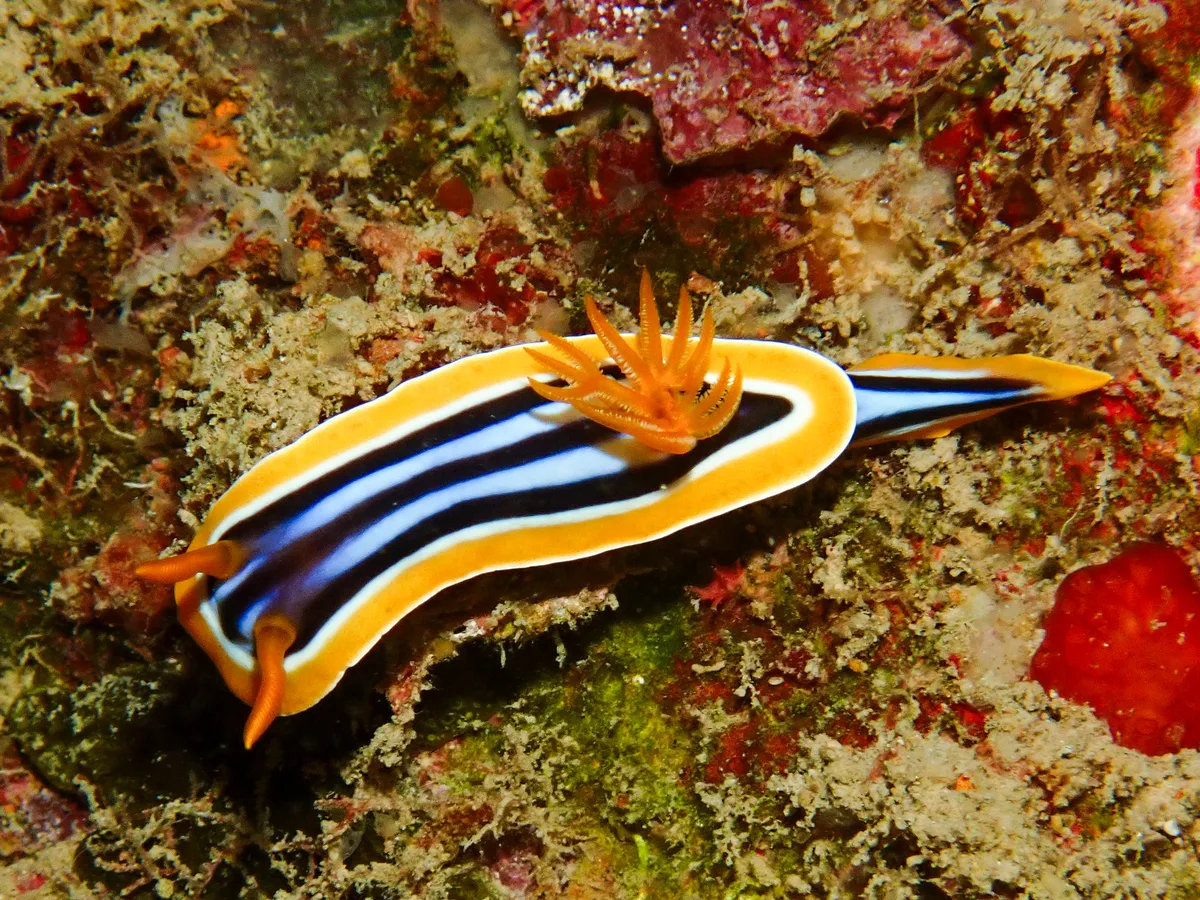 Chromodoris quadricolor