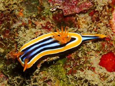 Chromodoris quadricolor