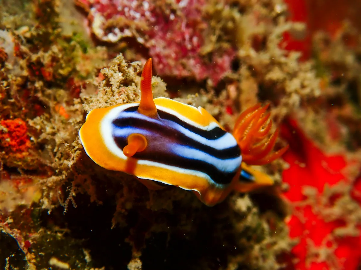 Chromodoris quadricolor