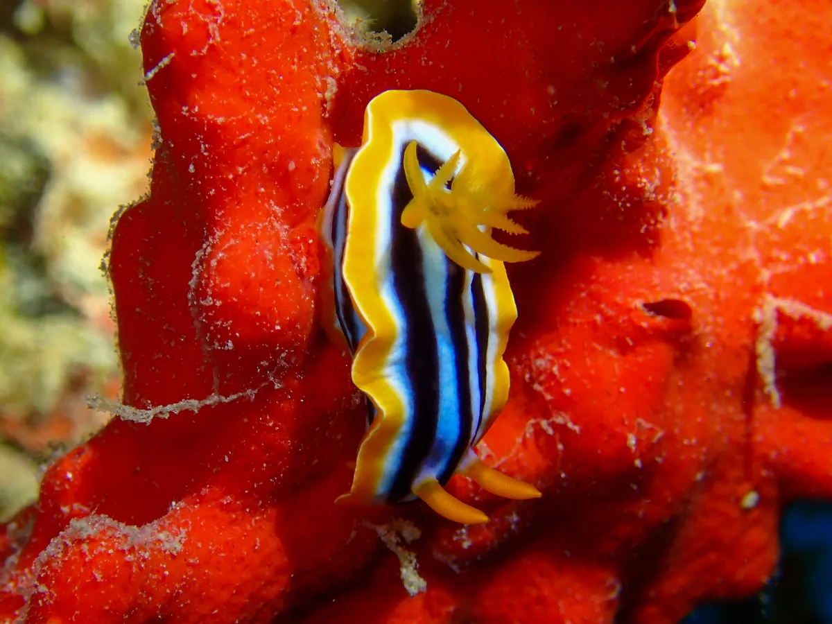 Chromodoris quadricolor