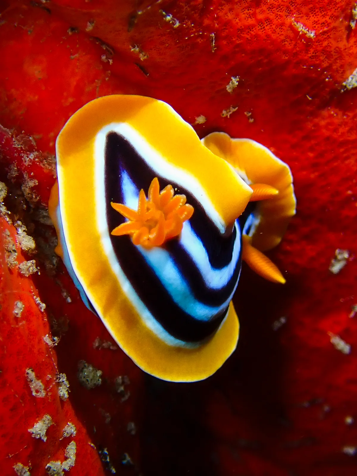 Chromodoris quadricolor