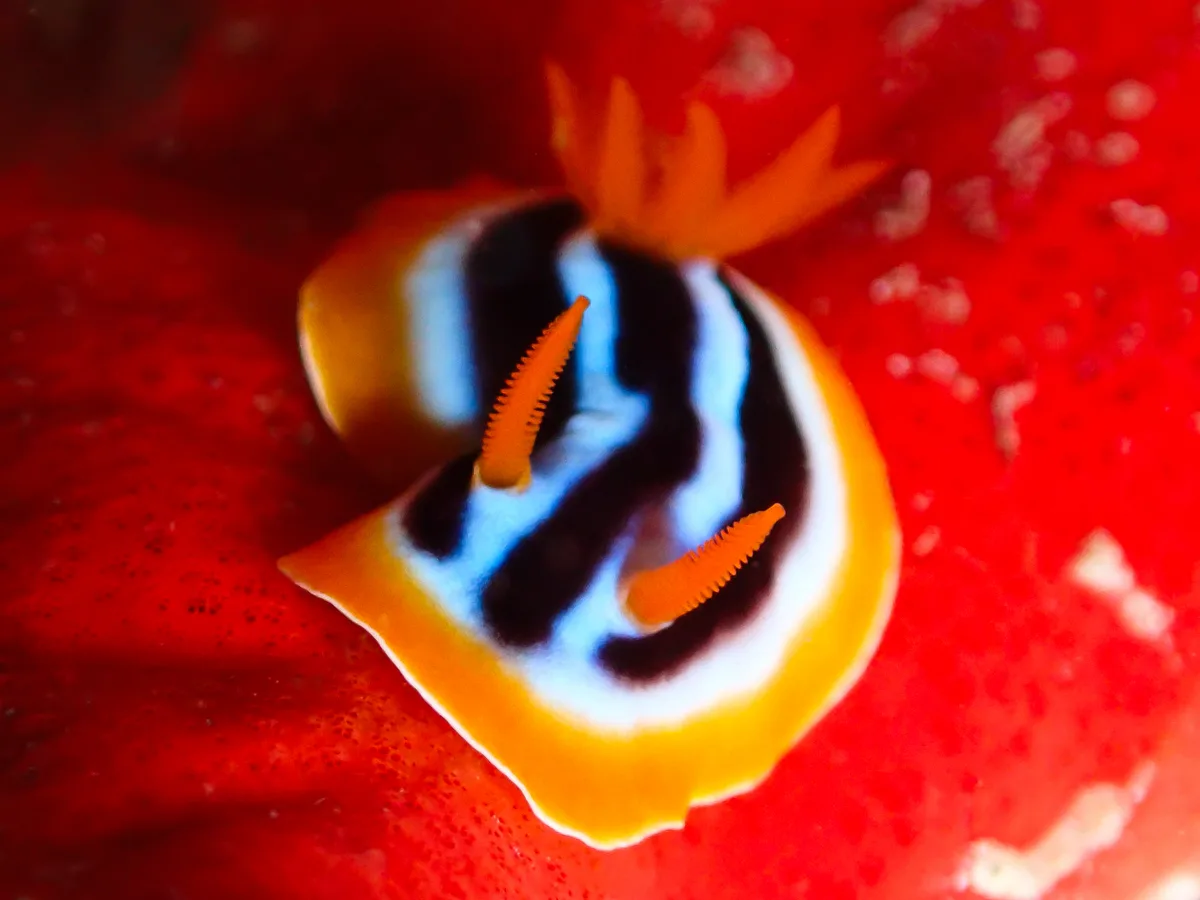 Chromodoris quadricolor