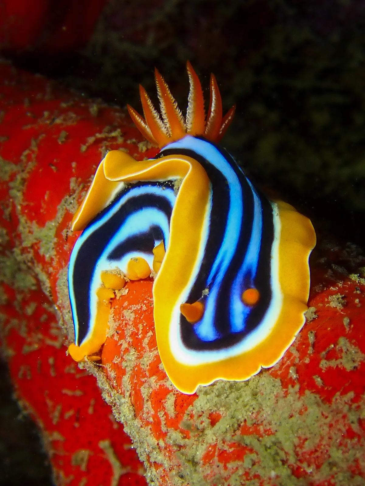 Chromodoris quadricolor