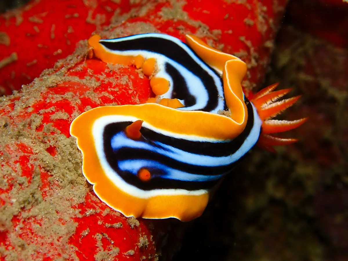 Chromodoris quadricolor