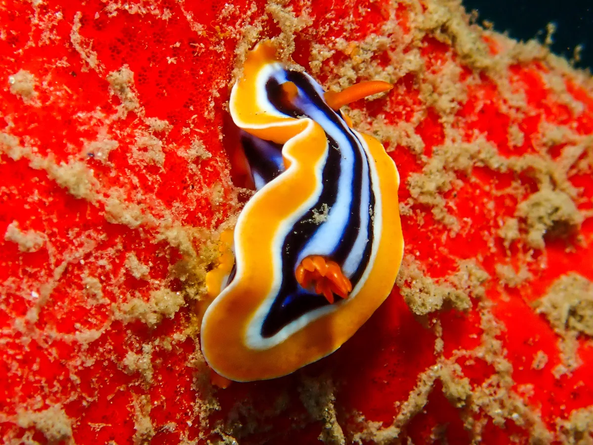Chromodoris quadricolor