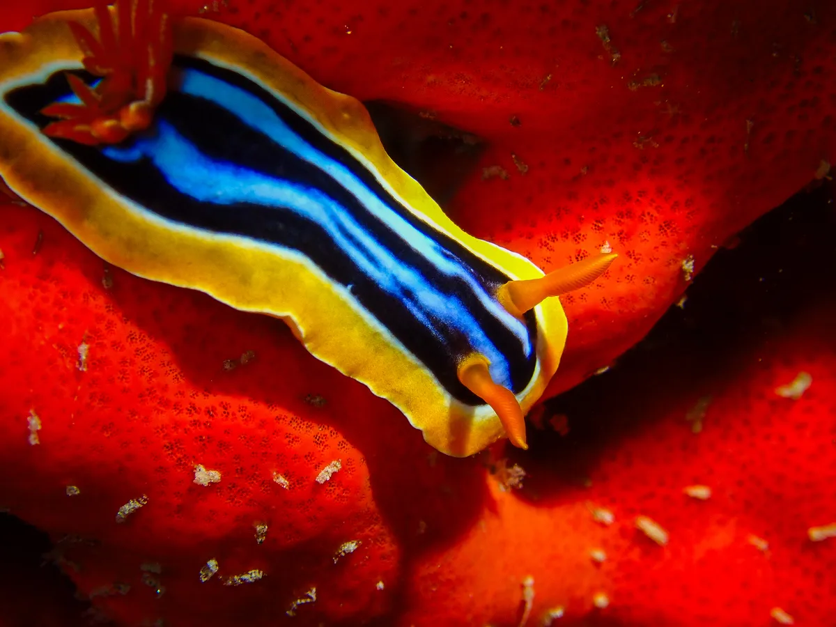 Chromodoris quadricolor