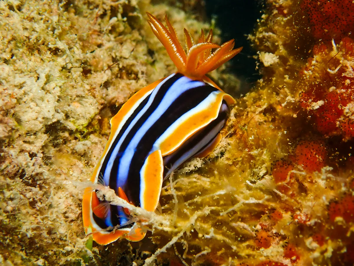 Chromodoris quadricolor