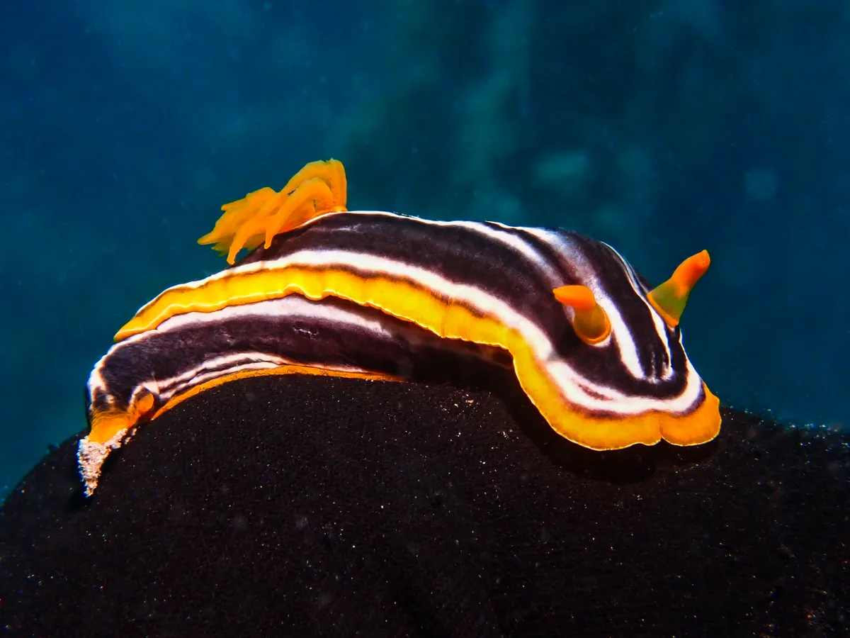 Chromodoris quadricolor
