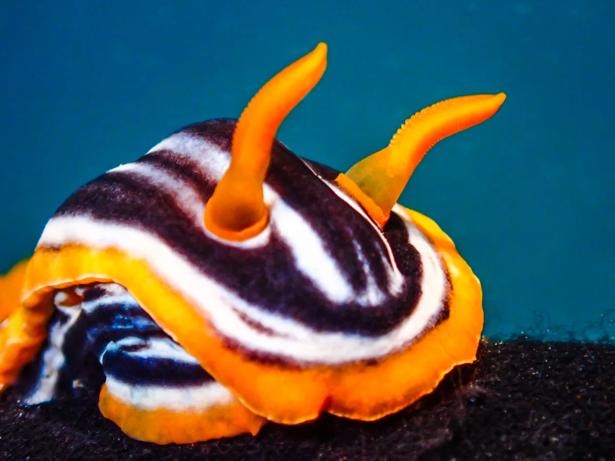 Chromodoris quadricolor