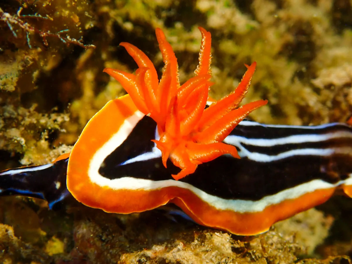 Chromodoris quadricolor