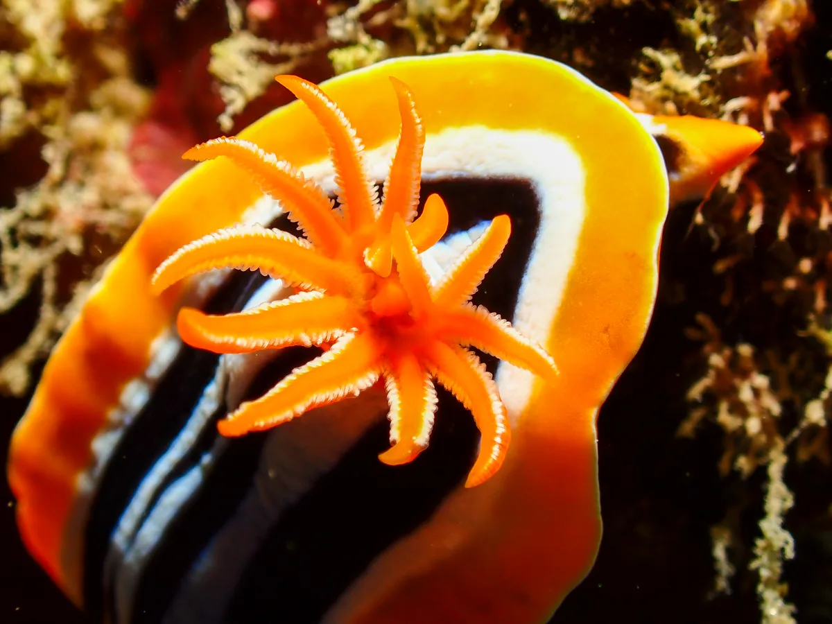 Chromodoris Quadricolor