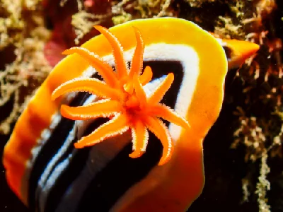 Chromodoris Quadricolor