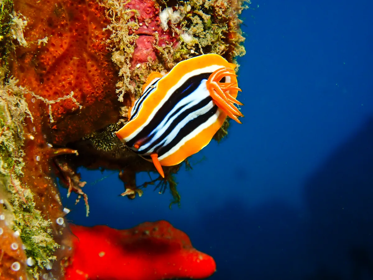 Chromodoris Quadricolor