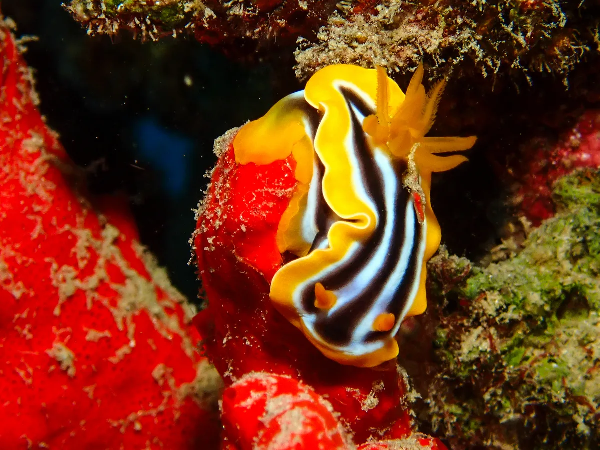 Chromodoris Quadricolor