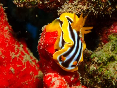 Chromodoris Quadricolor