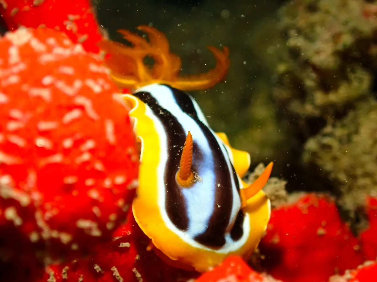 Chromodoris Quadricolor