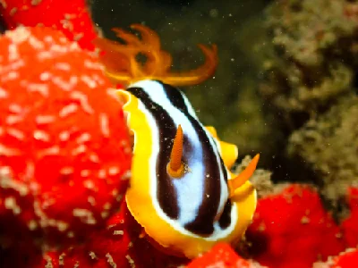 Chromodoris Quadricolor