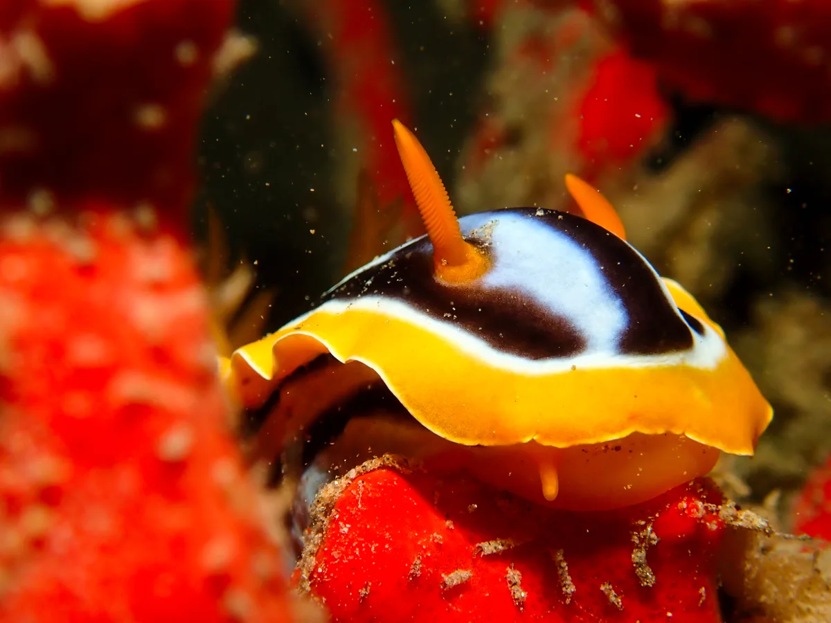 Chromodoris Quadricolor