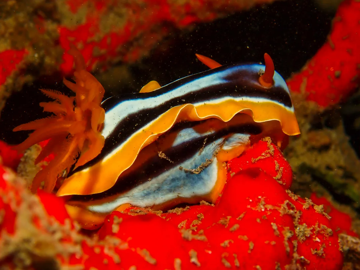 Chromodoris Quadricolor